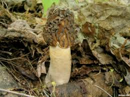 Attēlu rezultāti vaicājumam “Verpa bohemica”