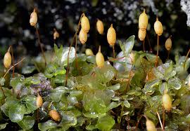 Attēlu rezultāti vaicājumam “Rhizomnium punctatum”