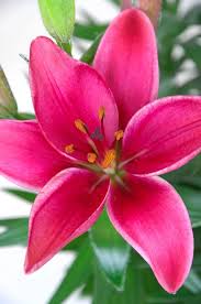 Image result for Lilie