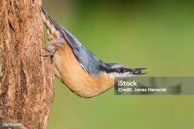 Attēlu rezultāti vaicājumam “Sitta europaea male”