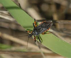 Attēlu rezultāti vaicājumam “Rhynocoris annulatus”
