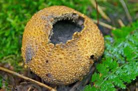 Attēlu rezultāti vaicājumam “Lycoperdon perlatum”