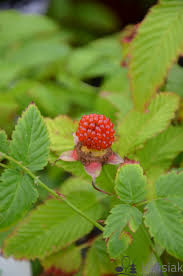 Attēlu rezultāti vaicājumam “Rubus illecebrosus”