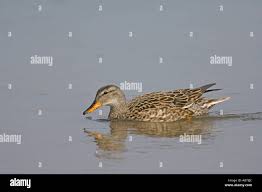 Attēlu rezultāti vaicājumam “Anas strepera female”