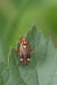 Attēlu rezultāti vaicājumam “Rhabdomiris striatellus”