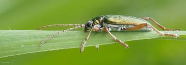 Attēlu rezultāti vaicājumam “Donacia clavipes”