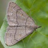 Attēlu rezultāti vaicājumam “Polypogon tentacularius”