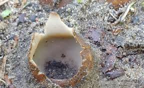 Attēlu rezultāti vaicājumam “Geopora arenicola”