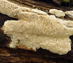 Attēlu rezultāti vaicājumam “Antrodia”