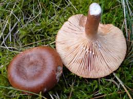 Attēlu rezultāti vaicājumam “Lactarius”