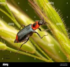 Attēlu rezultāti vaicājumam “Malachidae”