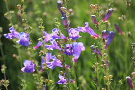 Attēlu rezultāti vaicājumam “Stemonitis marjana”