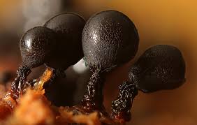 Attēlu rezultāti vaicājumam “Cribraria intricata macro”