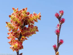 Attēlu rezultāti vaicājumam “Myrica gale male flower”
