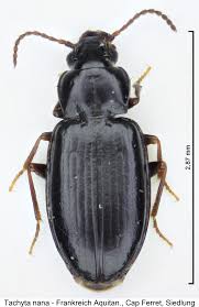 Attēlu rezultāti vaicājumam “Tachyta nana”