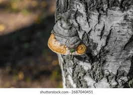 Attēlu rezultāti vaicājumam “Phellinus tremulae”
