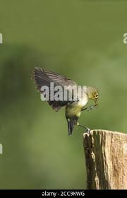 Attēlu rezultāti vaicājumam “Hippolais icterina adult”