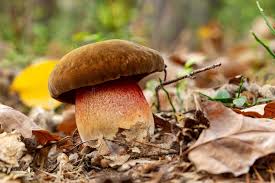 Attēlu rezultāti vaicājumam “Boletus luridus”