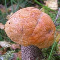 Attēlu rezultāti vaicājumam “Leccinum versipelle”