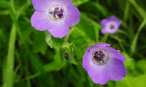 Attēlu rezultāti vaicājumam “Festuca altissima flower”