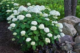 Attēlu rezultāti vaicājumam “Hydrangea arborescens subsp. discolor”