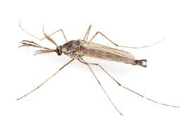 Attēlu rezultāti vaicājumam “Chironomidae imago”