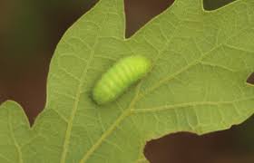 Attēlu rezultāti vaicājumam “Satyrium ilicis underside”