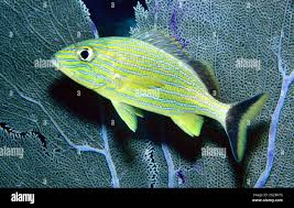 Image result for Haemulon sciurus