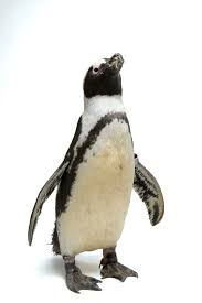 Image result for Spheniscus demersus