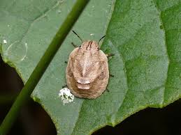 Attēlu rezultāti vaicājumam “Eurygaster testudinaria imago”