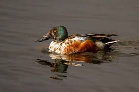 Attēlu rezultāti vaicājumam “Anas clypeata”