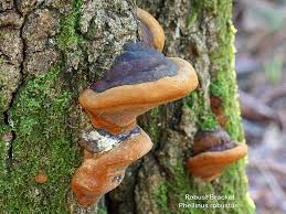 Attēlu rezultāti vaicājumam “Phellinus robustus”