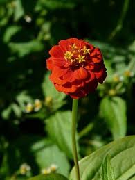 Image result for Zinnia violacea