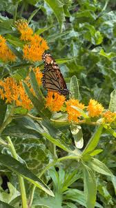 Attēlu rezultāti vaicājumam “Cenolophium denudatum leaf”
