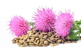 Attēlu rezultāti vaicājumam “Silybum marianum fruit”