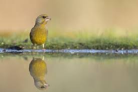 Attēlu rezultāti vaicājumam “Chloris chloris”