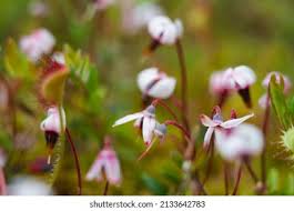 Attēlu rezultāti vaicājumam “Oxycoccus flower”