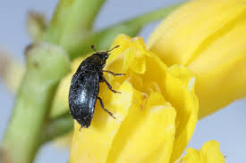 Attēlu rezultāti vaicājumam “Meligethes sp.”