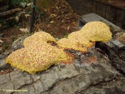 Attēlu rezultāti vaicājumam “Fuligo septica var. candida spores”