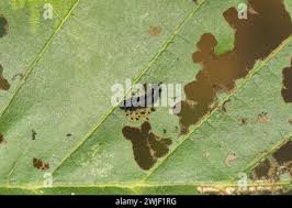 Attēlu rezultāti vaicājumam “Agelastica alni larva”