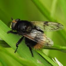 Attēlu rezultāti vaicājumam “Volucella bombylans”
