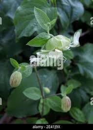 Attēlu rezultāti vaicājumam “Silene baccifera flower”