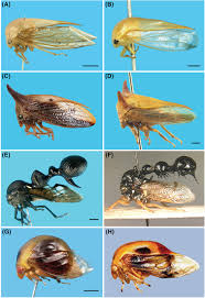 Attēlu rezultāti vaicājumam “Membracidae”