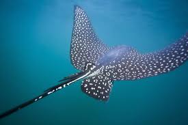 Image result for Aetobatus narinari