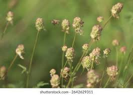 Attēlu rezultāti vaicājumam “Poterium sanguisorba flower”