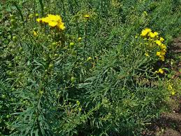 Attēlu rezultāti vaicājumam “Hieracium umbellatum flower”