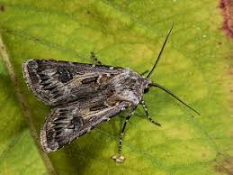 Attēlu rezultāti vaicājumam “Agrotis vestigialis”