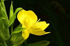 Attēlu rezultāti vaicājumam “Onagraceae”