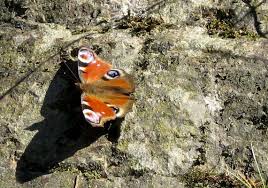 Attēlu rezultāti vaicājumam “Inachis io”