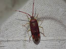 Attēlu rezultāti vaicājumam “Pantilius tunicatus imago”